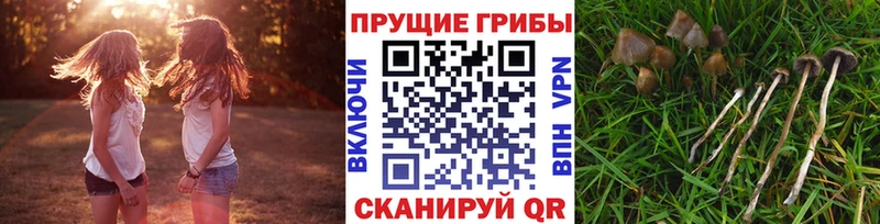 наркошоп  Курганинск  Галлюциногенные грибы прущие грибы 